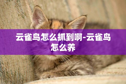 云雀鳥怎么抓到啊-云雀鳥怎么養