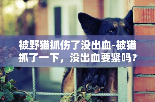 被野貓抓傷了沒出血-被貓抓了一下，沒出血要緊嗎？