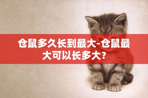 倉鼠多久長到最大-倉鼠最大可以長多大？