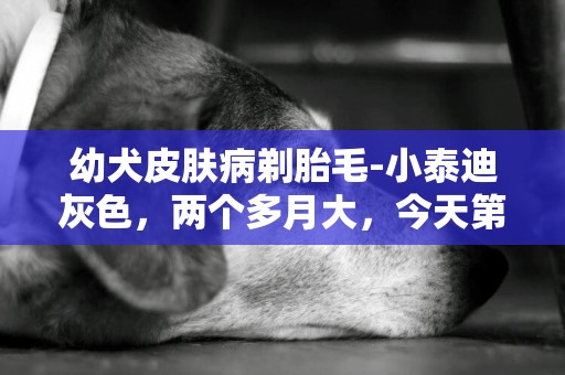 幼犬皮膚病剃胎毛-小泰迪灰色，兩個多月大，今天第一次去剃胎毛，剃完回家發現它腋下皮膚有一點點紅紅的，