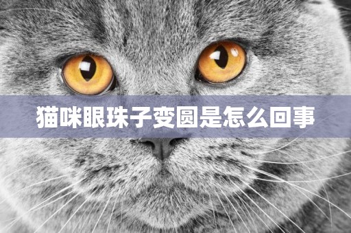 貓咪眼珠子變圓是怎么回事