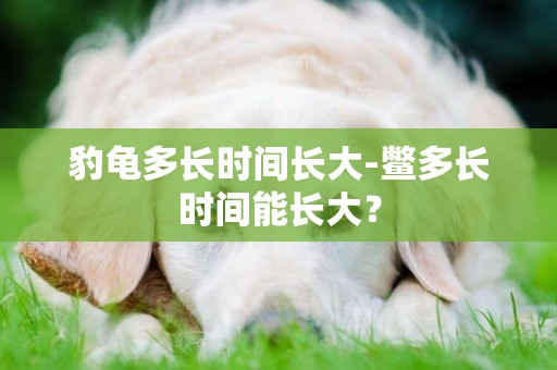 豹龜多長時間長大-鱉多長時間能長大？