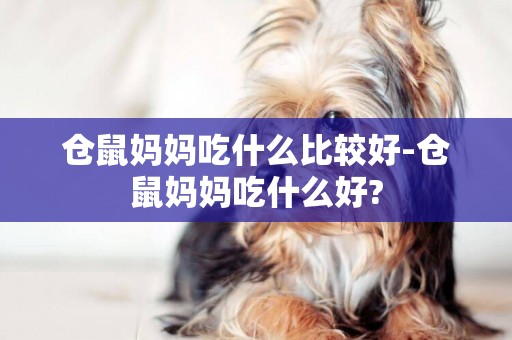 倉鼠媽媽吃什么比較好-倉鼠媽媽吃什么好?