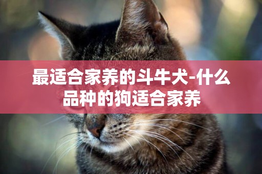 最適合家養的斗牛犬-什么品種的狗適合家養