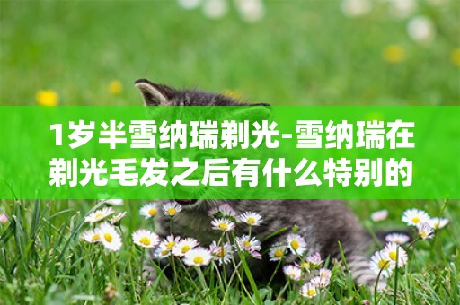1歲半雪納瑞剃光-雪納瑞在剃光毛發之后有什么特別的反應