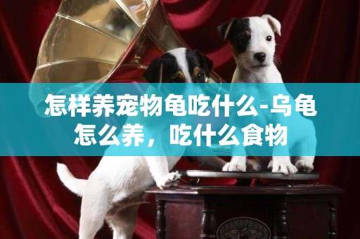 怎樣養寵物龜吃什么-烏龜怎么養，吃什么食物