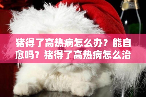 豬得了高熱病怎么辦？能自愈嗎？豬得了高熱病怎么治療？方法在這 