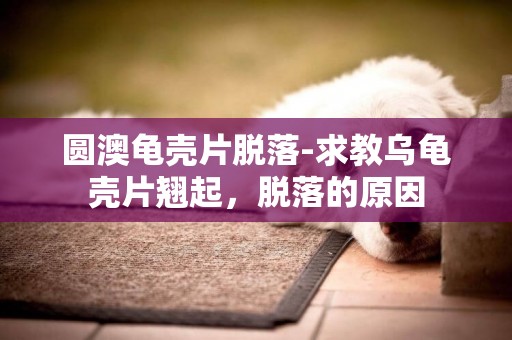 圓澳龜殼片脫落-求教烏龜殼片翹起，脫落的原因