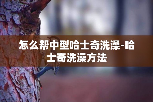 怎么幫中型哈士奇洗澡-哈士奇洗澡方法