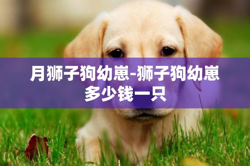月獅子狗幼崽-獅子狗幼崽多少錢一只