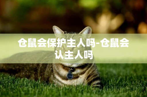 倉鼠會保護主人嗎-倉鼠會認主人嗎