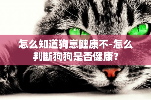 怎么知道狗崽健康不-怎么判斷狗狗是否健康？