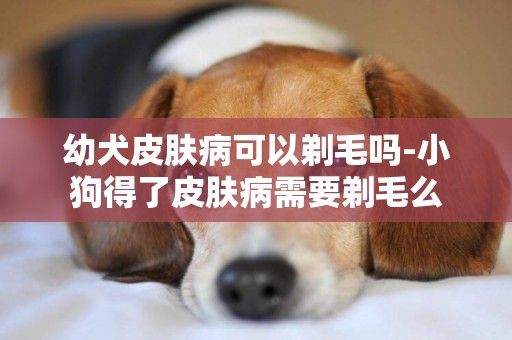 幼犬皮膚病可以剃毛嗎-小狗得了皮膚病需要剃毛么