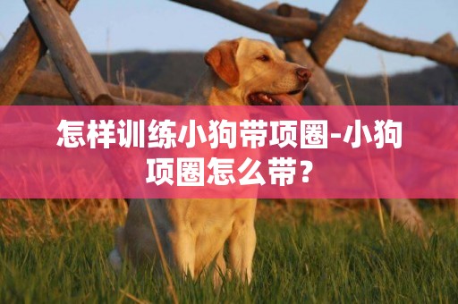 怎樣訓練小狗帶項圈-小狗項圈怎么帶？