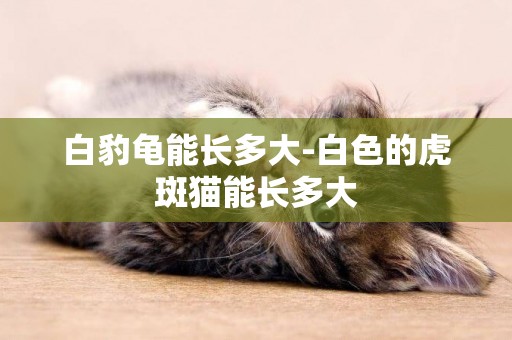 白豹龜能長多大-白色的虎斑貓能長多大