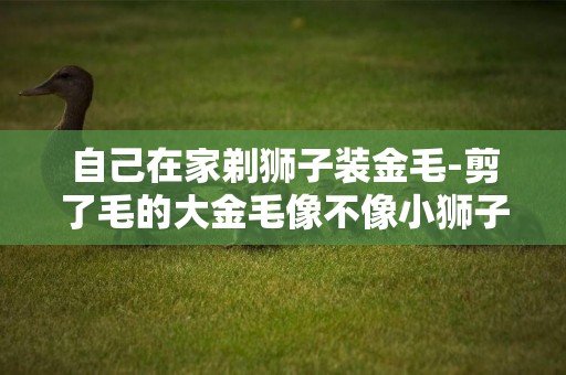 自己在家剃獅子裝金毛-剪了毛的大金毛像不像小獅子