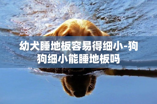 幼犬睡地板容易得細小-狗狗細小能睡地板嗎