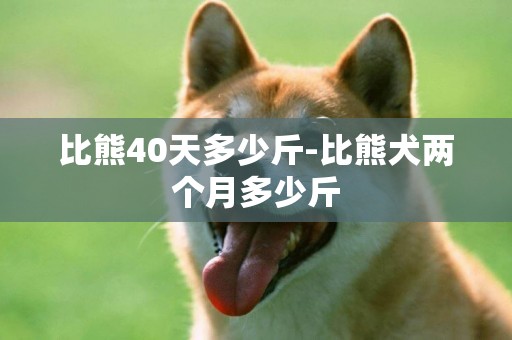 比熊40天多少斤-比熊犬兩個月多少斤