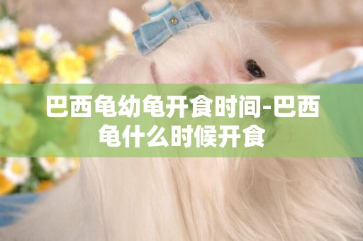 巴西龜幼龜開食時間-巴西龜什么時候開食