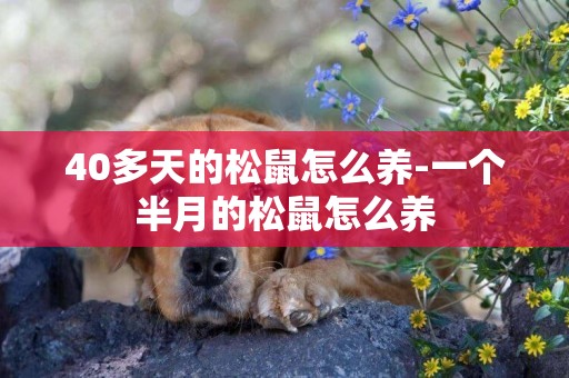 40多天的松鼠怎么養-一個半月的松鼠怎么養