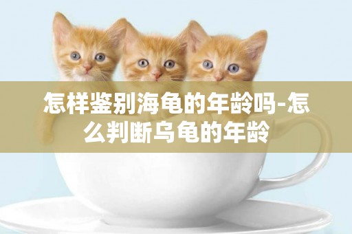 怎樣鑒別海龜的年齡嗎-怎么判斷烏龜的年齡