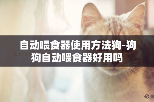 自動喂食器使用方法狗-狗狗自動喂食器好用嗎