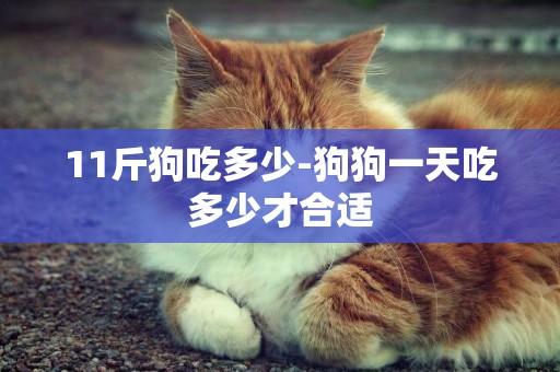 11斤狗吃多少-狗狗一天吃多少才合適