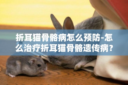 折耳貓骨骼病怎么預防-怎么治療折耳貓骨骼遺傳病？？