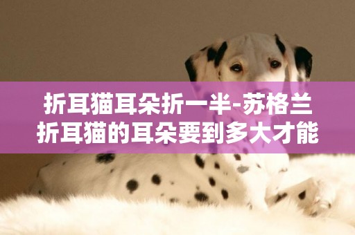 折耳貓耳朵折一半-蘇格蘭折耳貓的耳朵要到多大才能夠真正折下來