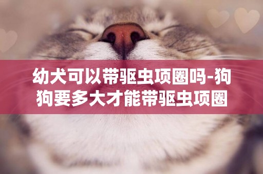 幼犬可以帶驅蟲項圈嗎-狗狗要多大才能帶驅蟲項圈