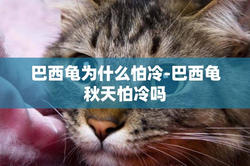 巴西龜為什么怕冷-巴西龜秋天怕冷嗎