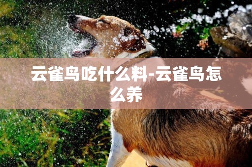 云雀鳥吃什么料-云雀鳥怎么養