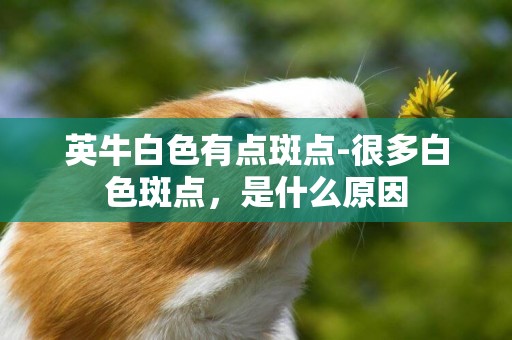 英牛白色有點斑點-很多白色斑點，是什么原因