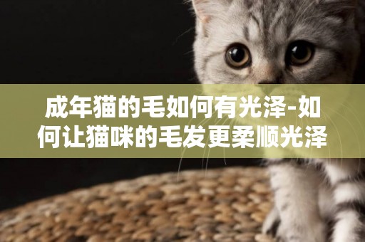 成年貓的毛如何有光澤-如何讓貓咪的毛發更柔順光澤？