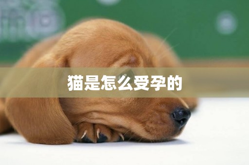貓是怎么受孕的