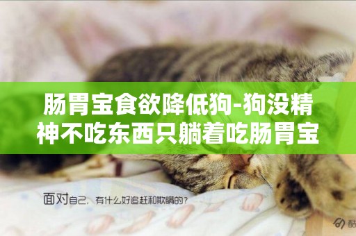 腸胃寶食欲降低狗-狗沒精神不吃東西只躺著吃腸胃寶有用嗎？