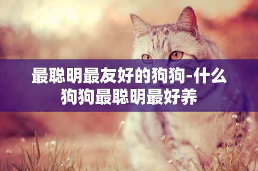最聰明最友好的狗狗-什么狗狗最聰明最好養