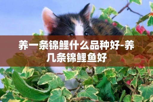 養一條錦鯉什么品種好-養幾條錦鯉魚好