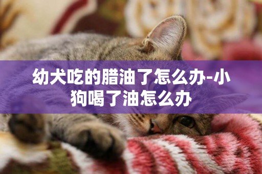 幼犬吃的臘油了怎么辦-小狗喝了油怎么辦