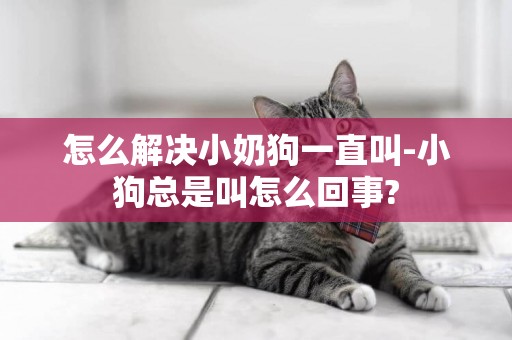 怎么解決小奶狗一直叫-小狗總是叫怎么回事?