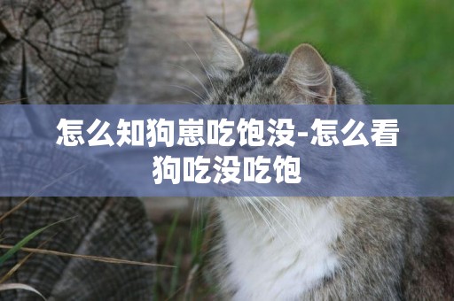 怎么知狗崽吃飽沒-怎么看狗吃沒吃飽