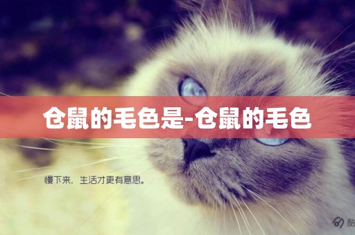 倉鼠的毛色是-倉鼠的毛色