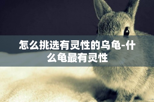 怎么挑選有靈性的烏龜-什么龜最有靈性