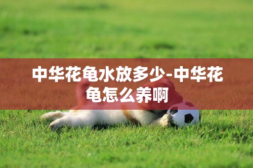 中華花龜水放多少-中華花龜怎么養啊