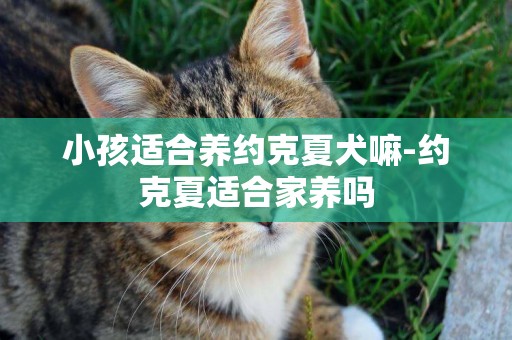小孩適合養約克夏犬嘛-約克夏適合家養嗎