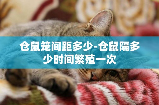 倉鼠籠間距多少-倉鼠隔多少時間繁殖一次