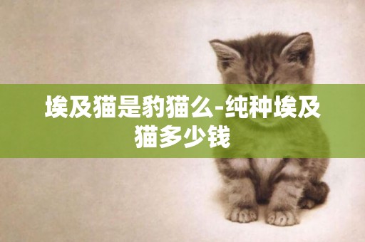 埃及貓是豹貓么-純種埃及貓多少錢