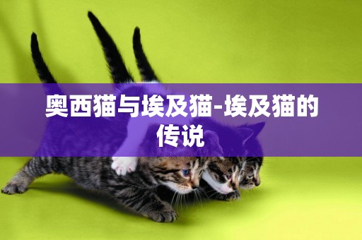奧西貓與埃及貓-埃及貓的傳說