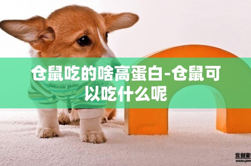 倉鼠吃的啥高蛋白-倉鼠可以吃什么呢