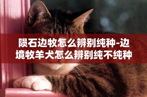 隕石邊牧怎么辨別純種-邊境牧羊犬怎么辨別純不純種